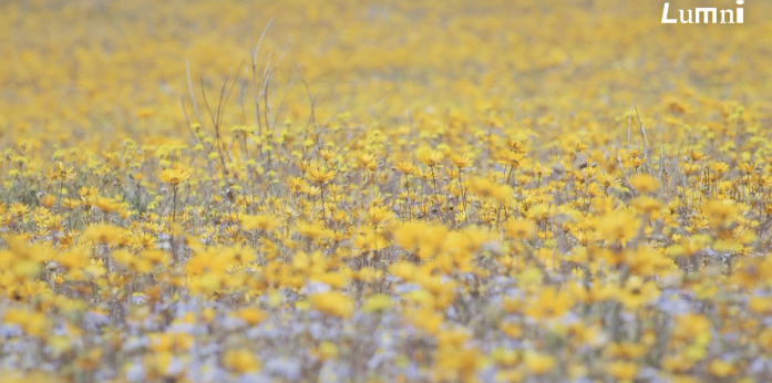 Fleurs-jaunes-dans-le-désert