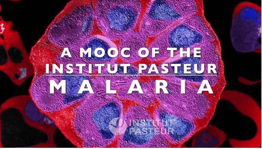 Un mooc de l'institut Pasteur : Malaria